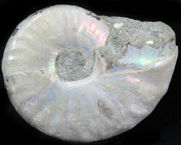 Silver Iridescent Ammonite - Madagascar #29862